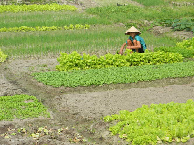 Người dân Cam Thủy tích cực mở rộng mô hình trồng rau thương phẩm.