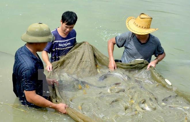 Phát triển mô hình thử nghiệm cá lăng chấm thương phẩm trong ao đất tại Tuyên Quang. (Nguồn: Văn Tý/TTXVN)