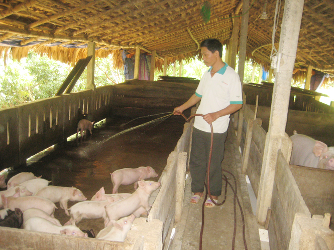 Anh Phan Xuân Miên đang chăm sóc đàn lợn trong trang trại chăn nuôi của mình.