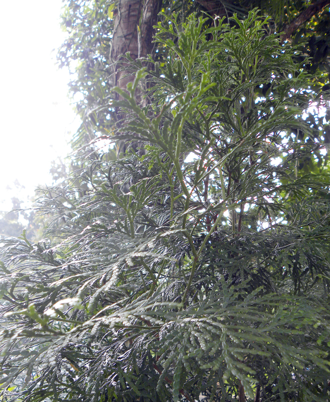 Cây bách xanh-một loài thực vật quý hiếm ở Vườn Quốc gia Phong Nha-Kẻ Bàng.