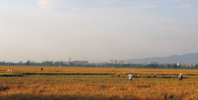 Nông dân thành phố Đồng Hới thu hoạch lúa đông- xuân