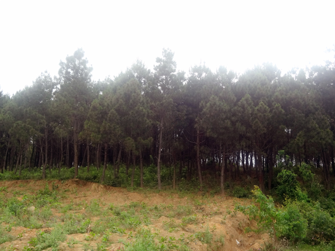 Công tác PCCCR ở các diện tích rừng thông được chú trọng.
