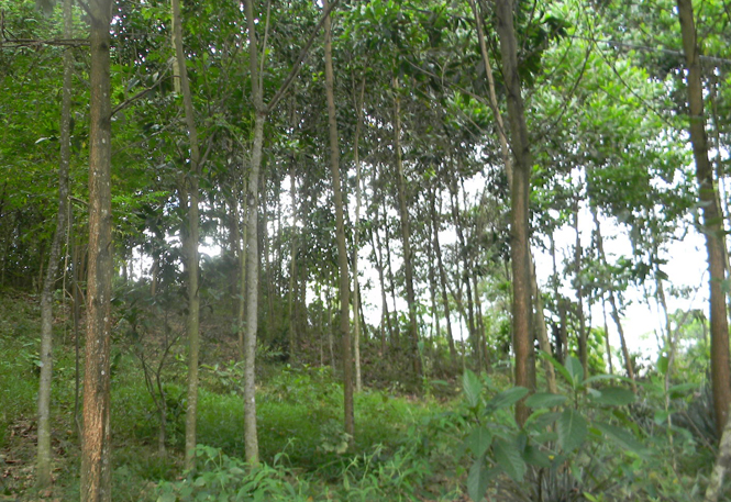 Diện tích rừng trồng trên địa bàn được chăm sóc bảo vệ tốt