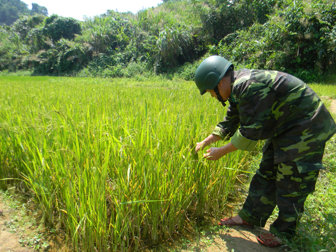 Tham gia sản xuất lúa nước cũng là một trong những nhiệm vụ được Đảng ủy Đồn Biên phòng Làng Mô tích cực chỉ đạo cán bộ, chiến sỹ thực hiện.