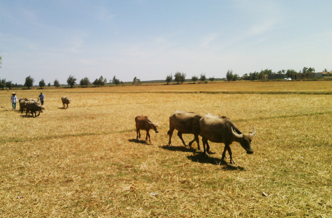 Thiếu nước sản xuất, toàn bộ diện tích đất sản xuất nông nghiệp của thôn Long Đại đành để hoang.