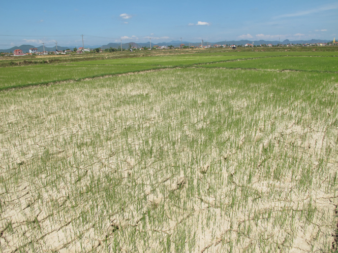 Hàng chục ha lúa hè-thu bị thiếu nước tưới trầm trọng.