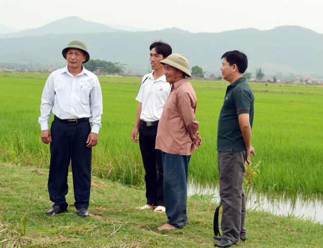Đồng chí Trần Hải Châu, Tỉnh ủy viên, Bí thư Huyện ủy Quảng Ninh kiểm tra công tác chăm sóc lúa hè-thu tại cánh đồng mẫu lớn xã An Ninh.