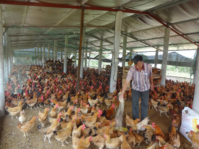 Với 5.000 con gà đẻ và hơn 40 vạn con gà giống, trang trại của đảng viên Trần Văn Hồng trở thành một trong những đầu mối cung cấp gà giống lớn nhất nhì toàn tỉnh.