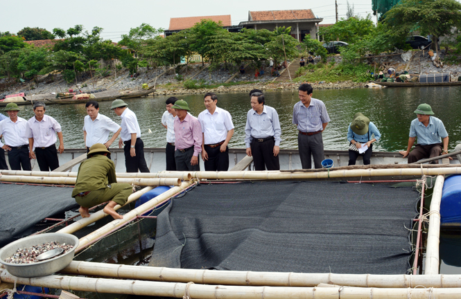 Các đồng chí lãnh đạo tỉnh và huyện Quảng Ninh kiểm tra mô hình nuôi cá lồng trên sông Long Đại.