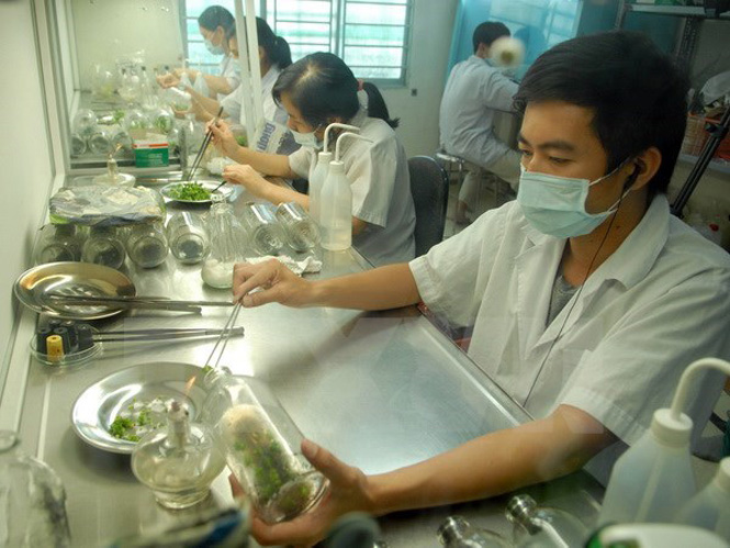 Nuôi cấy mô thực vật tại Trung tâm Công nghệ sinh học Thành phố Hồ Chí Minh. (Ảnh: Mạnh Linh/TTXVN)