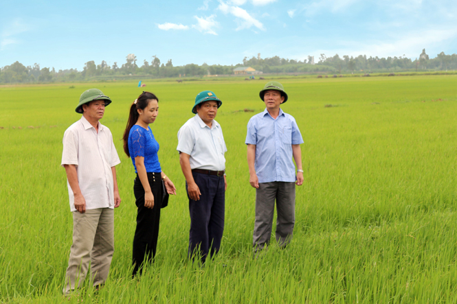 Đồng chí Bí thư Huyện ủy kiểm tra tình hình sản xuất lúa hè-thu.