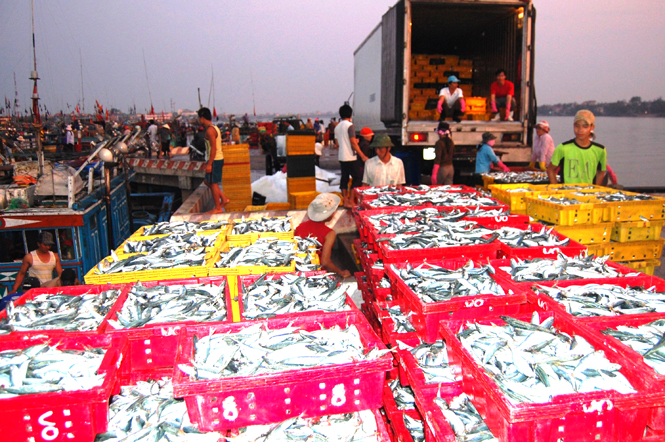 Biển Quảng Bình có sản lượng hải sản lớn.