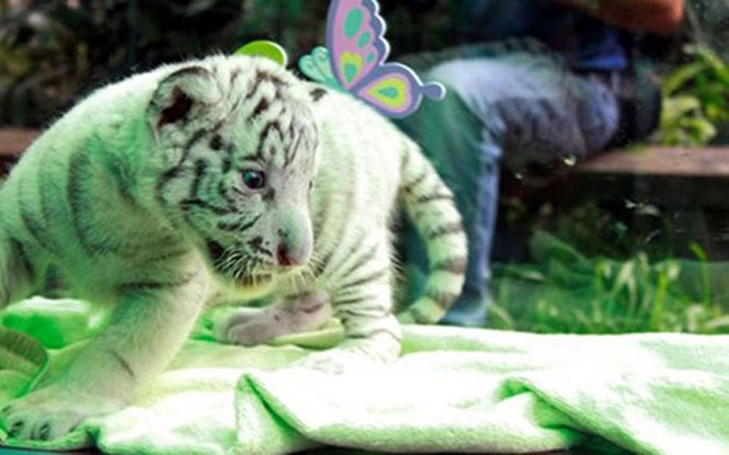 Thảo cầm viên Sài Gòn vừa lai giống thành công hổ Bengal lông trắng xuất xứ Ấn Độ, thuộc loại động vật quý hiếm trên thế giới