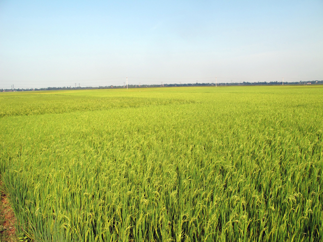 Mô hình sản xuất giống lúa tại chỗ đã giúp nông dân chủ động về số lượng và chủng loại có chất lượng.