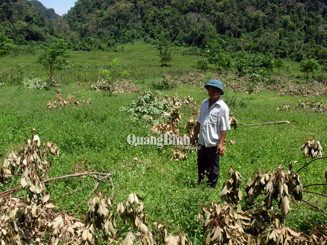 Vườn cao su sắp khai thác của ông Đinh Văn Bang bị kẻ xấu chặt phá.