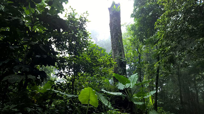 Rừng mưa nhiệt đới là nơi trú ngụ của các cây lá rộng nên rất giàu loài thực vật như cây gỗ, cây bụi, cây leo… cũng như động vật, nhất là côn trùng... Ảnh: VGP