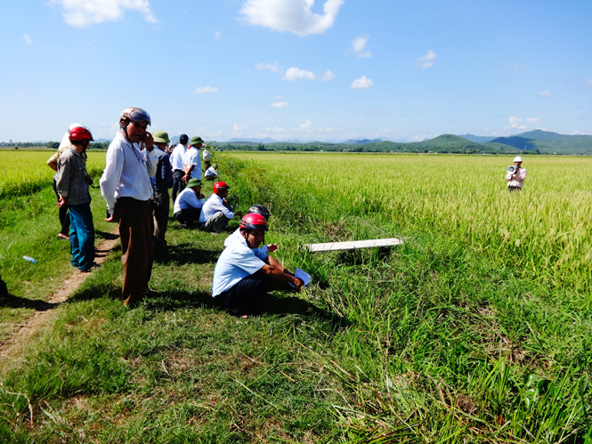 Tham quan cánh đồng lúa giống SV 181 tại Vạn Ninh (Quảng Ninh).