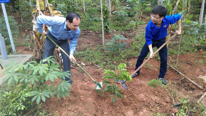 Các đoàn viên, thanh niên Huyện đoàn Bố Trạch trồng cây tình nguyện tại bản Khe Ngát, thị trấn Nông trường Việt Trung.