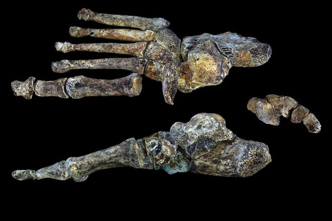 Xương chân của người Homo naledi rất giống với người hiện đại.