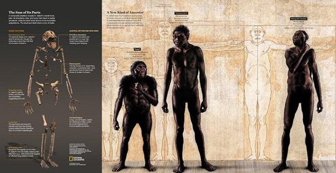 Một bộ xương được ghép lại của người Homo naledi, cùng hình họa so sánh giữa người Homo naledi với những loài khác thuộc họ Homo như Homo erectus.