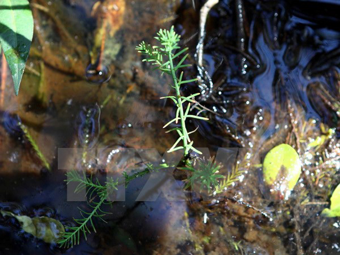   Một cây thủy tùng giâm hom phát triển rất chậm khi trồng trong môi trường tự nhiên. (Ảnh: Dương Giang/TTXVN)