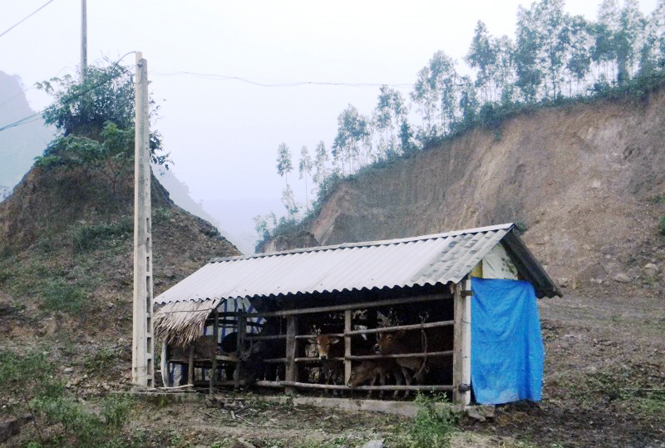 Người dân các xã miền núi huyện Lệ Thủy chủ động che chắn chuồng trại bảo vệ đàn gia súc trong mùa rét.