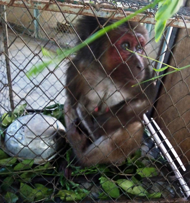 Cá thể khỉ mặt đỏ của ông Mai Văn Định tự nguyện giao nộp cho Hạt Kiểm lâm VQG Phong Nha-Kẻ Bàng.