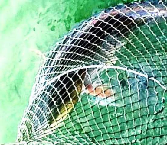 Con cá sủ vàng quý hiếm đang được người dân tái thả, bảo vệ