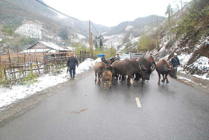 Người dân ở Sa Pa lùa trâu bò xuống núi tránh rét. (Ảnh minh họa: Nguyễn Thắng/TTXVN)