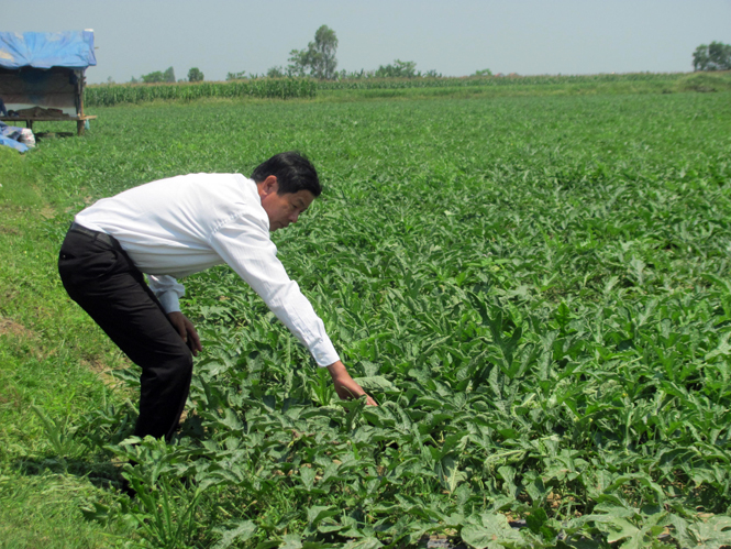 Chuyển đổi đất lúa kém hiệu quả sang trồng dưa hấu tại huyện Bố Trạch đã và đang mang lại hiệu quả cao.
