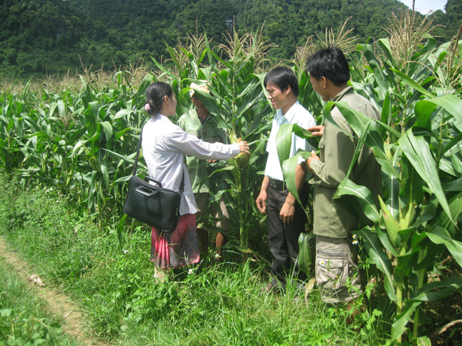  Tổ công tác trí thức trẻ Chương trình 30a ở xã Tân Hóa, huyện Minh Hóa đang hướng dẫn bà con cách chăm sóc ngô.