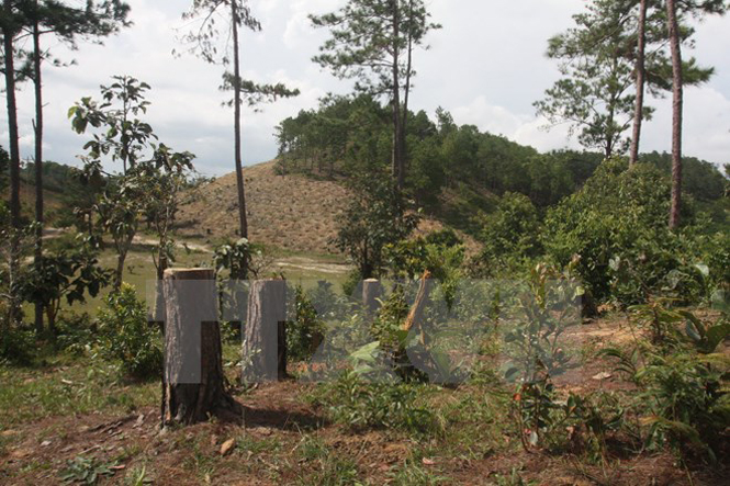 Rừng phòng hộ đầu nguồn Đại Ninh, Lâm Đồng, bị tàn phá nghiêm trọng. (Ảnh: Đặng Tuấn/TTXVN)