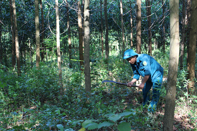 Người dân Lệ Thủy tích cực mở rộng diện tích trồng rừng kinh tế, mang lại thu nhập cao.