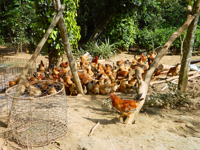 Ảnh 5 : Mô hình trang trại chăn nuôi gà thả vườn tại xã Quảng Tiên