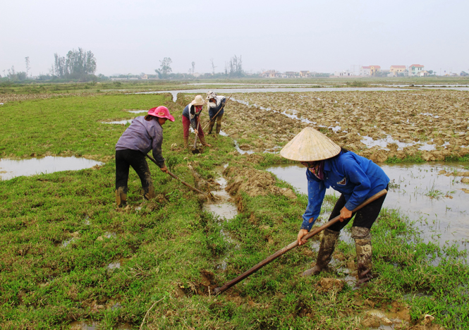  Ảnh 3 : Nông dân Quảng Trạch nạo vét, khơi dòng thủy lợi chuẩn bị cho vụ sản xuất đông – xuân 2015 - 2016.