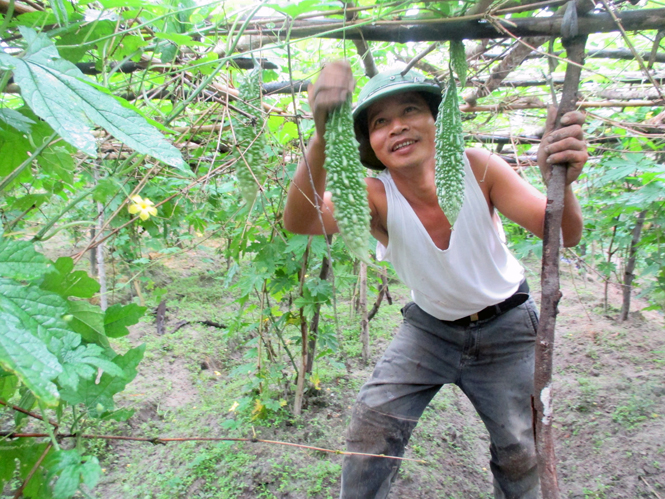 Ảnh 4 : Ông Đinh Như Sơn, thôn Tương Trợ đang thu hoạch những quả mướp đắng đầu mùa.