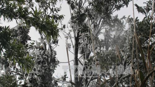 Băng tuyết phủ đặc tại khu vực Tháp Truyền hình Tam Đảo, huyện Tam Đảo có độ cao trên dưới 1.200m so với mặt nước biển, chiều 25-1-2016. Ảnh: Nguyễn Trọng Lịch - TTXVN