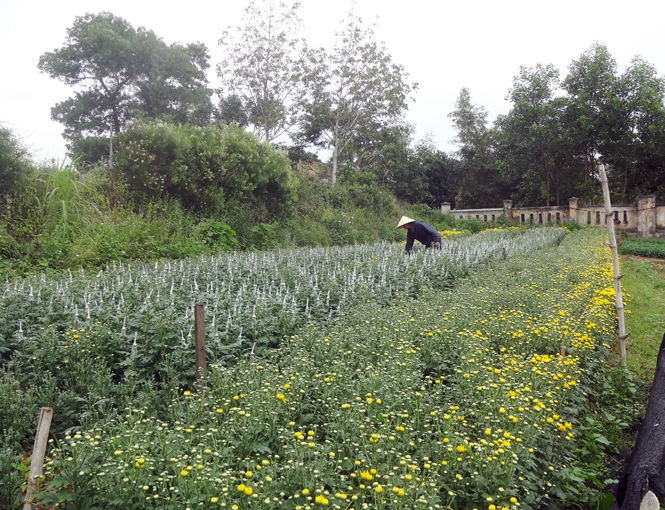 Ảnh 3 : Nghề trồng hoa góp phần giúp nhiều hộ dân ở thôn 10 xã Lý Trạch giảm nghèo.