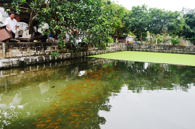 Ao nuôi cá chép đỏ của gia đình ông Nguyễn Lương Quốc 