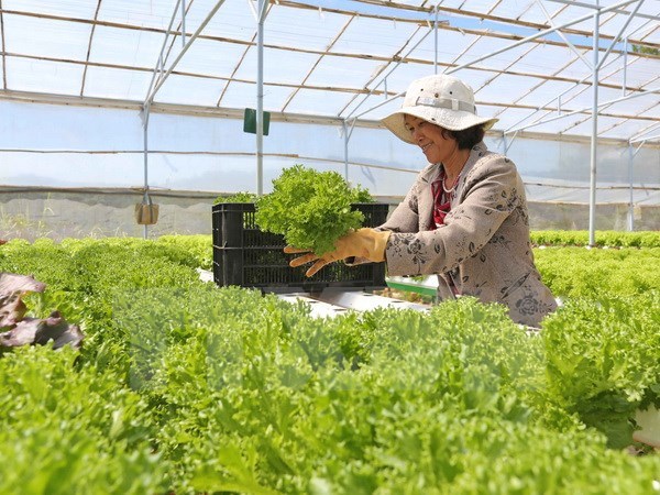 Chăm sóc vườn rau xà lách trồng trong nhà kính công nghệ cao chuẩn bị cho vụ Tết. (Ảnh: Nguyễn Dũng/TTXVN)