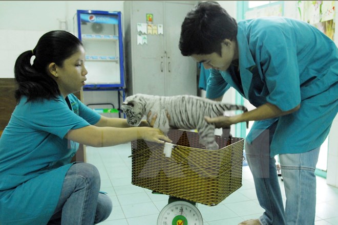  Việt Nam đã bảo tồn, nhân giống thành công hổ Bengal trắng quý hiếm. (Ảnh: Mạnh Linh/TTXVN)