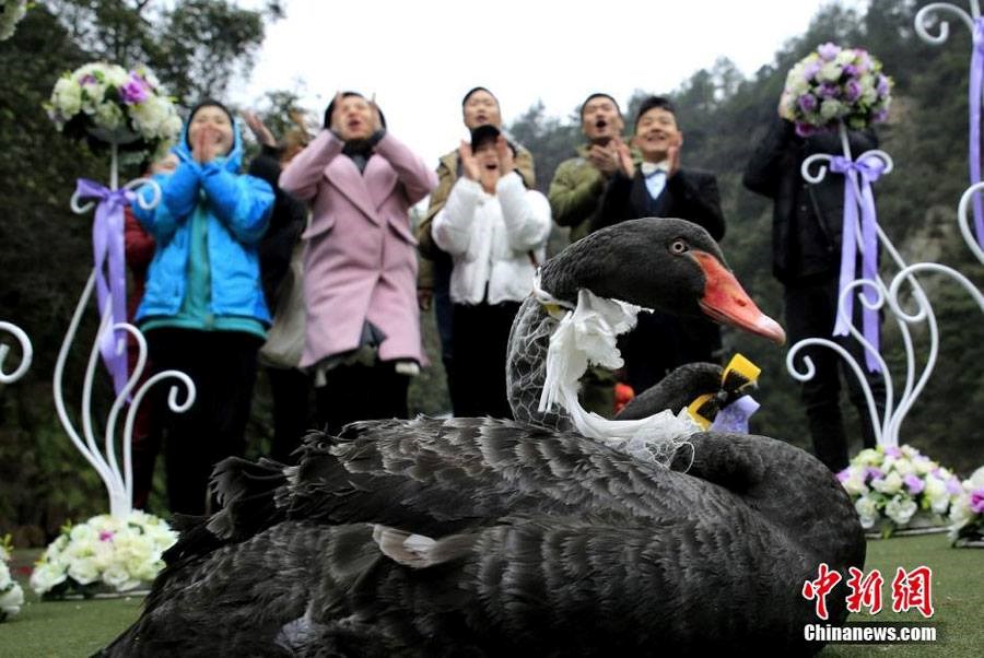 Hai con thiên nga đen ở tỉnh Hồ Nam (Trung Quốc) đã có một cái kết hết sức đẹp đẽ khi được mọi người tổ chức đám cưới linh đình. (Nguồn: CCTVNews)