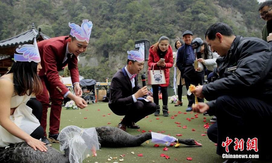 Cặp thiên nga này đã sống với nhau 2 năm và lễ cưới đã được tổ chức vào ngày 20/2. (Nguồn: CCTVNews)