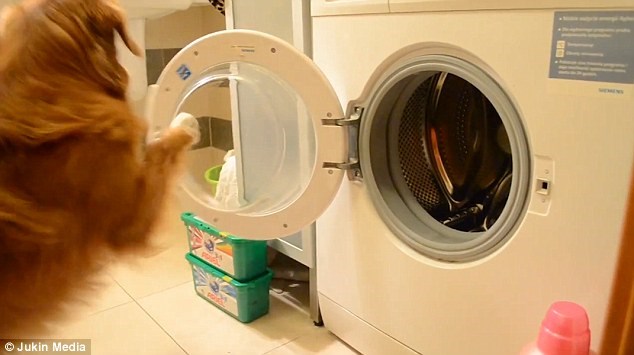  Champis có thể mở cửa máy giặt, nhét quần áo vào trong rồi đóng cửa máy giặt lại. (Nguồn: Daily Mail)