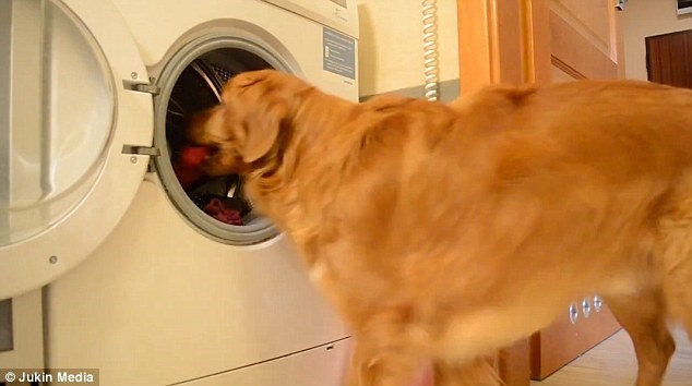 Champis có thể mở cửa máy giặt, nhét quần áo vào trong rồi đóng cửa máy giặt lại. (Nguồn: Daily Mail)