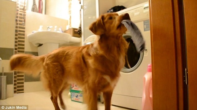  Champis cũng rất thích nhìn máy giặt quay. (Nguồn: Daily Mail)