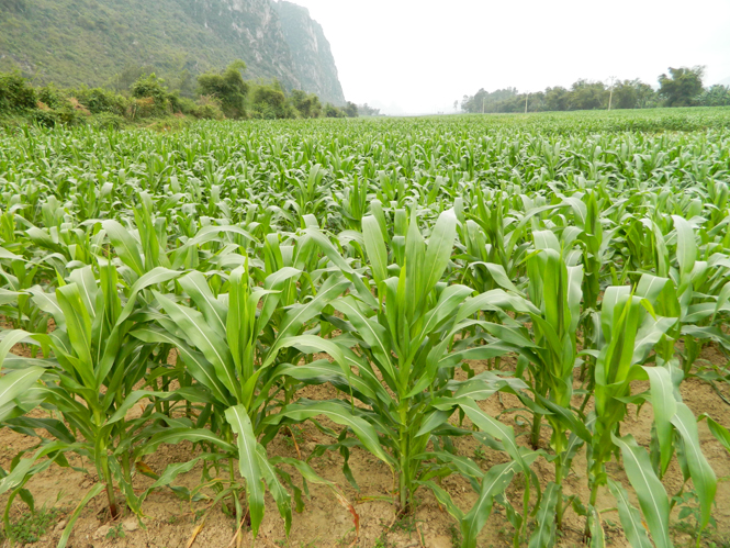 Mô hình chuyển đổi đất lúa kém hiệu quả sang trồng ngô tại xã Châu Hoá, huyện Tuyên Hoá