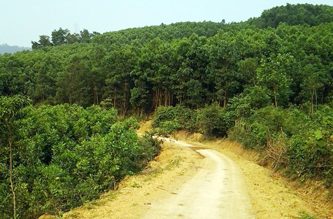 Trồng rừng kinh tế đang giúp cho nhiều người dân xã Yên Hóa thoát nghèo.
