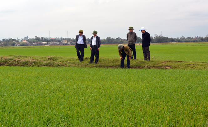 Lãnh đạo huyện Quảng Ninh kiểm tra tình hình sản xuất sau đợt rét.