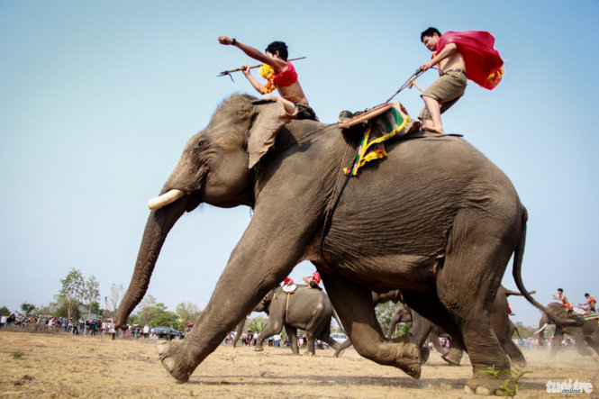 Sự uy lực, dũng mãnh của các quản tượng giúp những chú voi mạnh mẽ hơn trên đường đua - Ảnh: Trung Tân